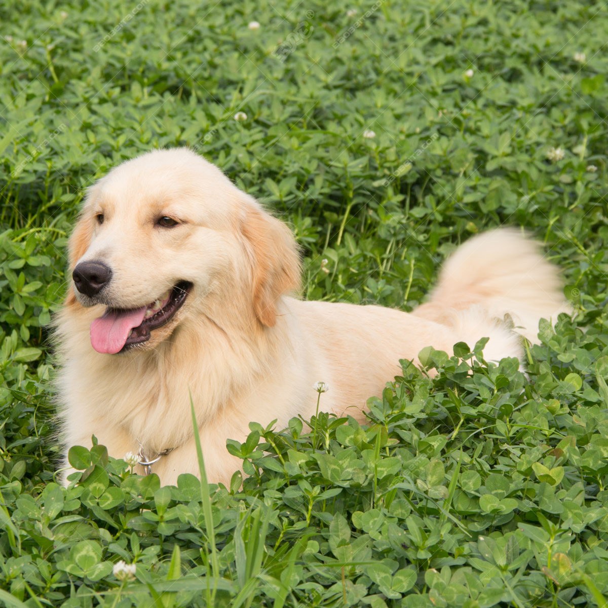 纯种金毛幼犬狗狗出售 宠物金毛犬可支付宝交易 金毛犬 /编号10080402 - 宝贝它