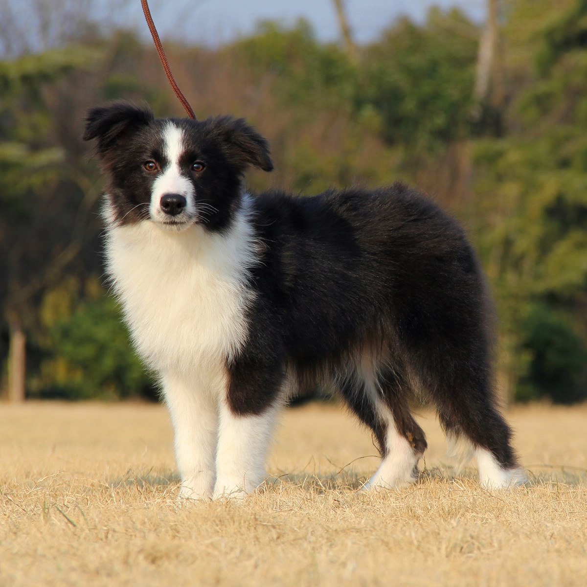 边境牧羊犬简易训练基本口令!视频