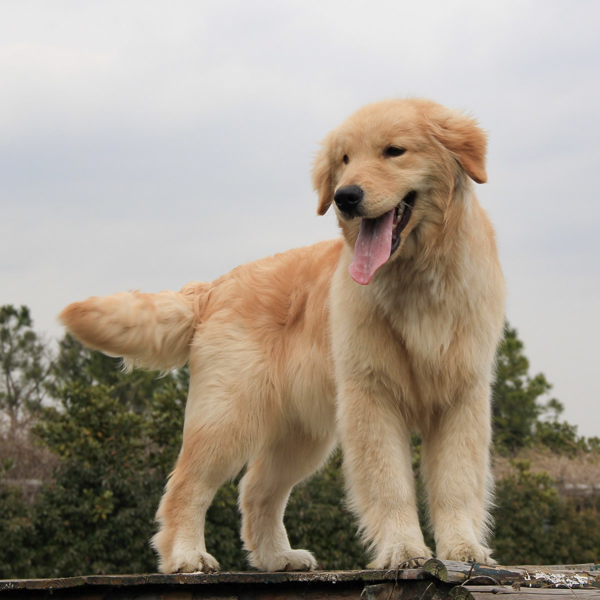 纯种金毛幼犬狗狗出售 宠物金毛犬可支付宝交易 金毛犬 /编号10082701 - 宝贝它