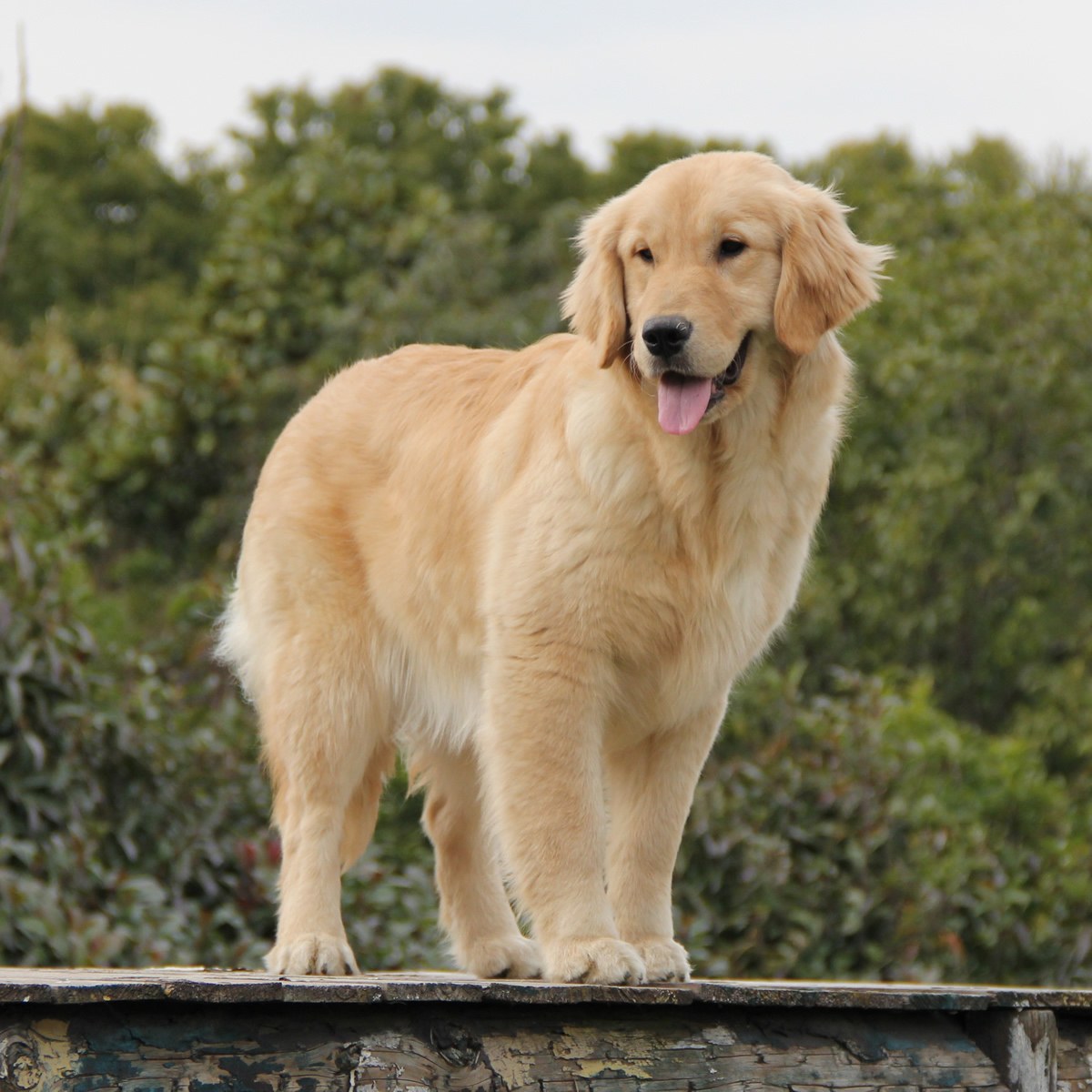 纯种金毛幼犬狗狗出售 宠物金毛犬可支付宝交易 金毛犬 /编号10080402 - 宝贝它