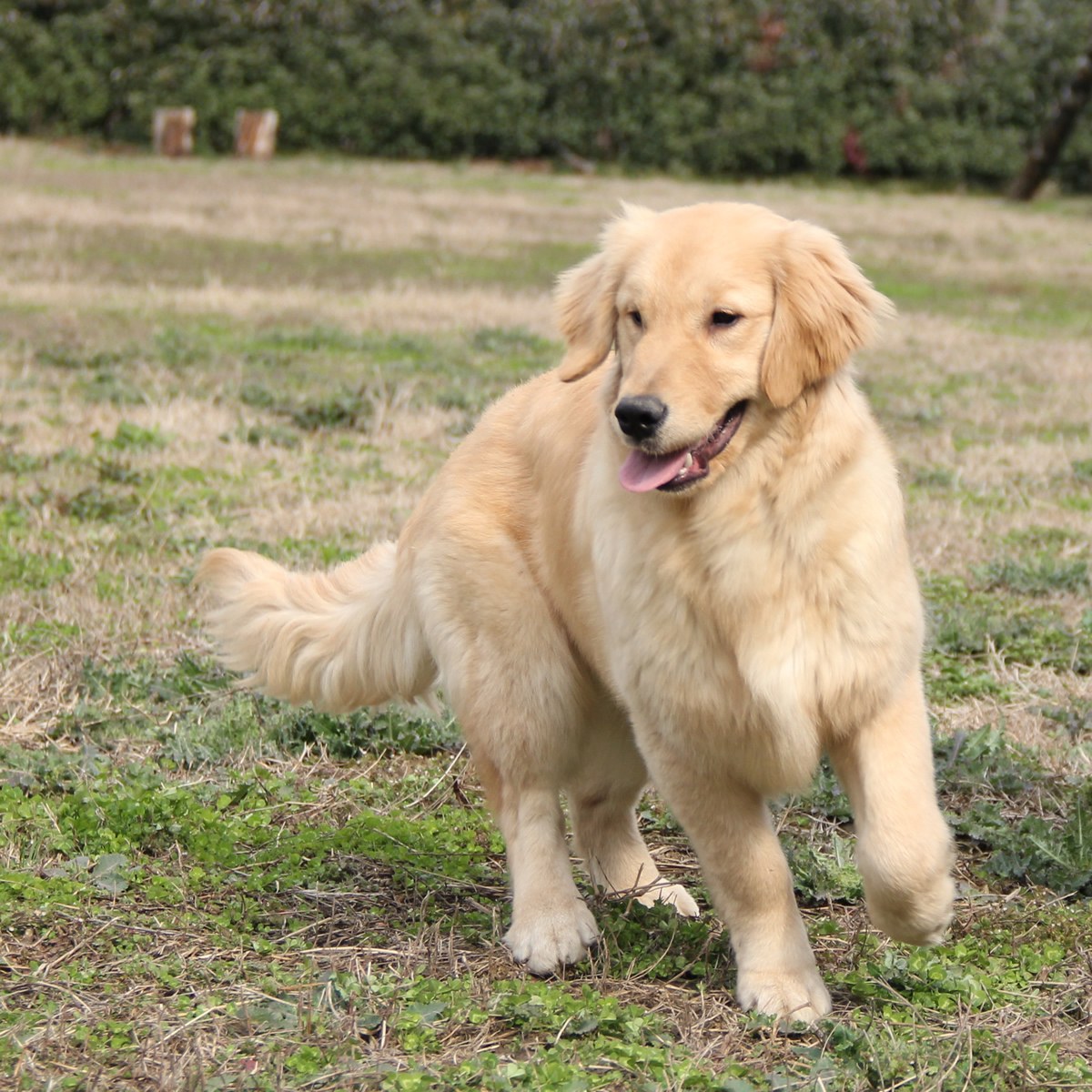 纯种金毛幼犬狗狗出售 宠物金毛犬可支付宝交易 金毛犬 /编号10087000 - 宝贝它