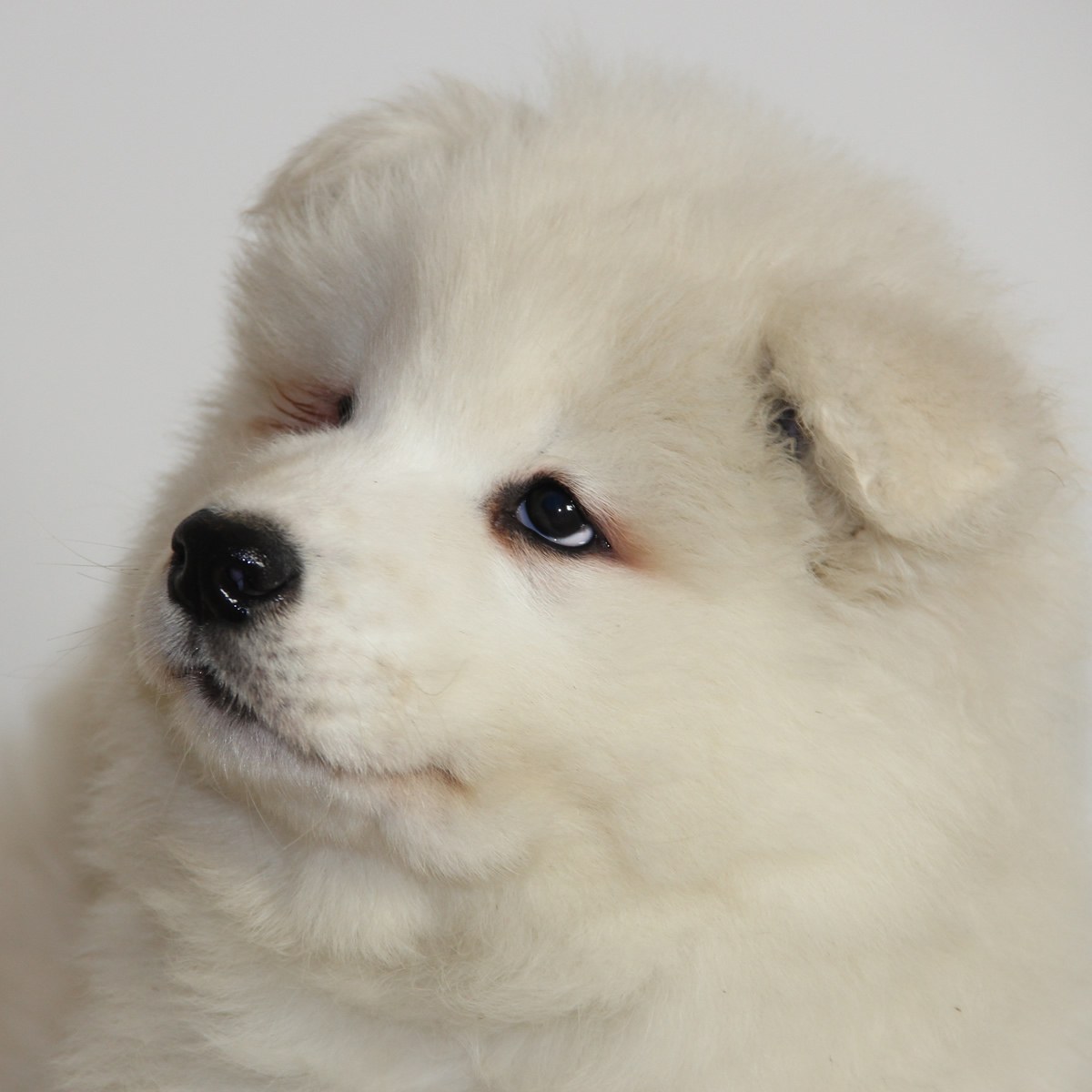 纯种萨摩耶犬幼犬狗狗出售 宠物萨摩耶犬可支付宝交易 萨摩耶犬 /编号10109205 - 宝贝它