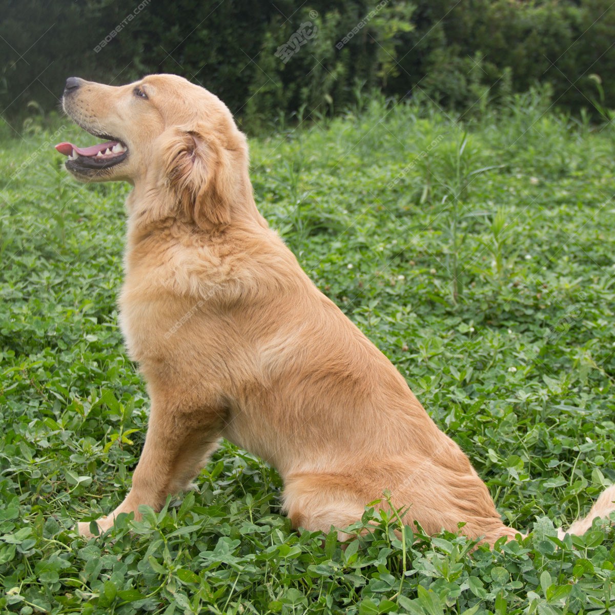 纯种金毛幼犬狗狗出售 宠物金毛犬可支付宝交易【宝贝它】 金毛犬 /编号10111900 - 宝贝它