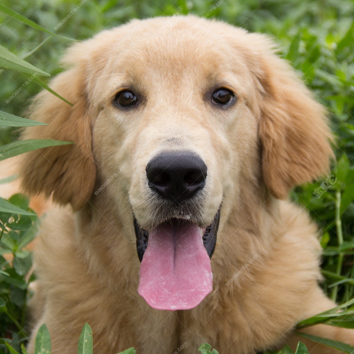 纯种金毛幼犬狗狗出售 宠物金毛犬可支付宝交易 金毛犬 /编号10082703 - 宝贝它