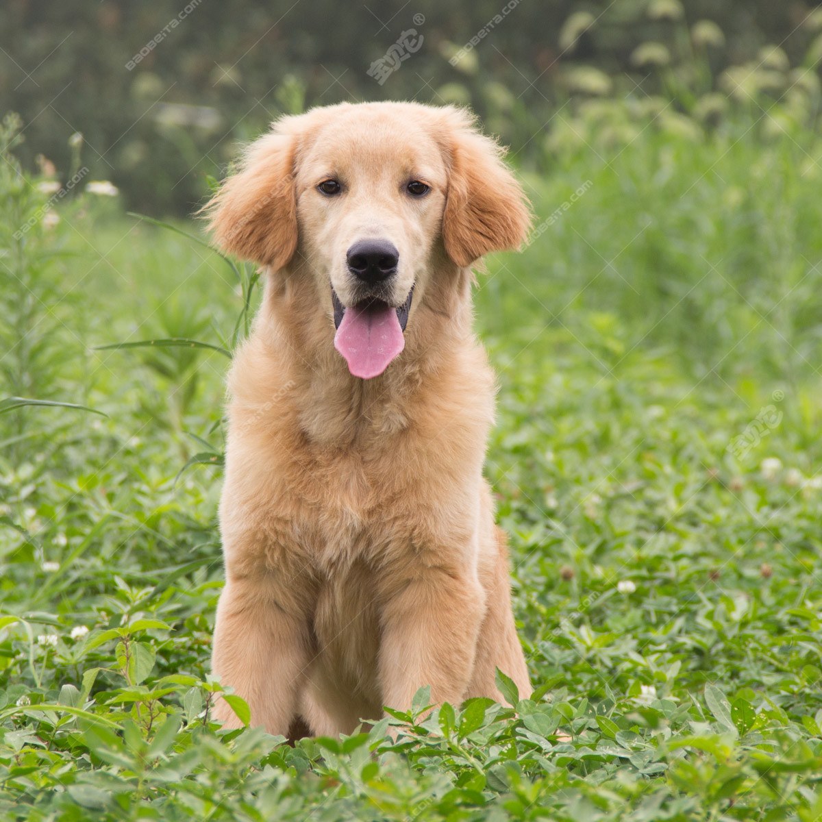 纯种金毛幼犬狗狗出售 宠物金毛犬可支付宝交易 金毛犬 /编号10087000 - 宝贝它