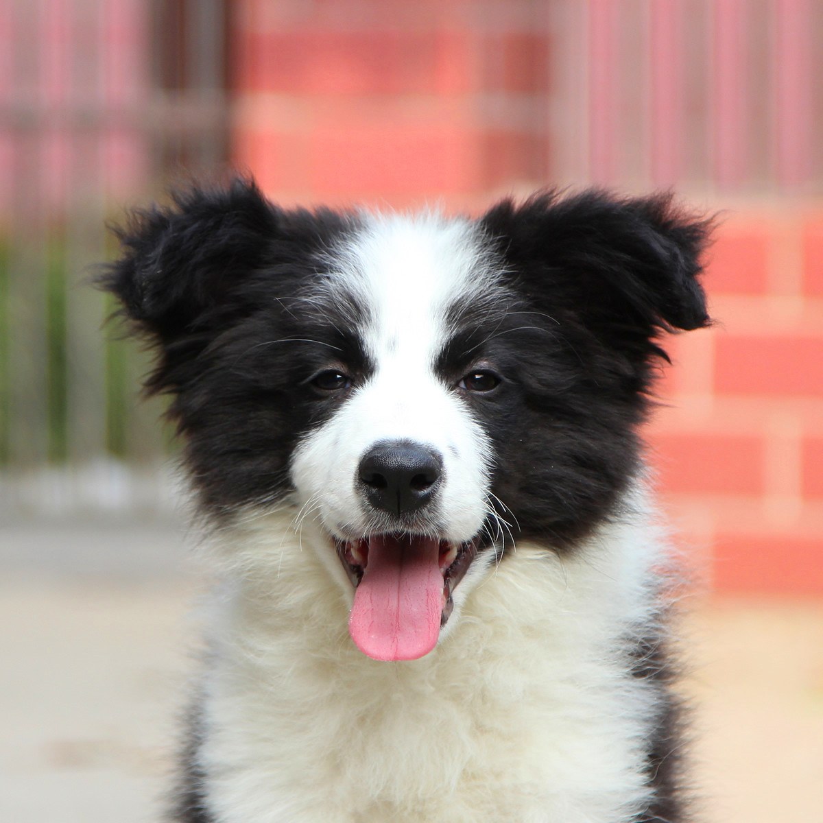 纯种萨摩耶犬幼犬狗狗出售 宠物萨摩耶犬可支付宝交易 萨摩耶犬 /编号10109204 - 宝贝它