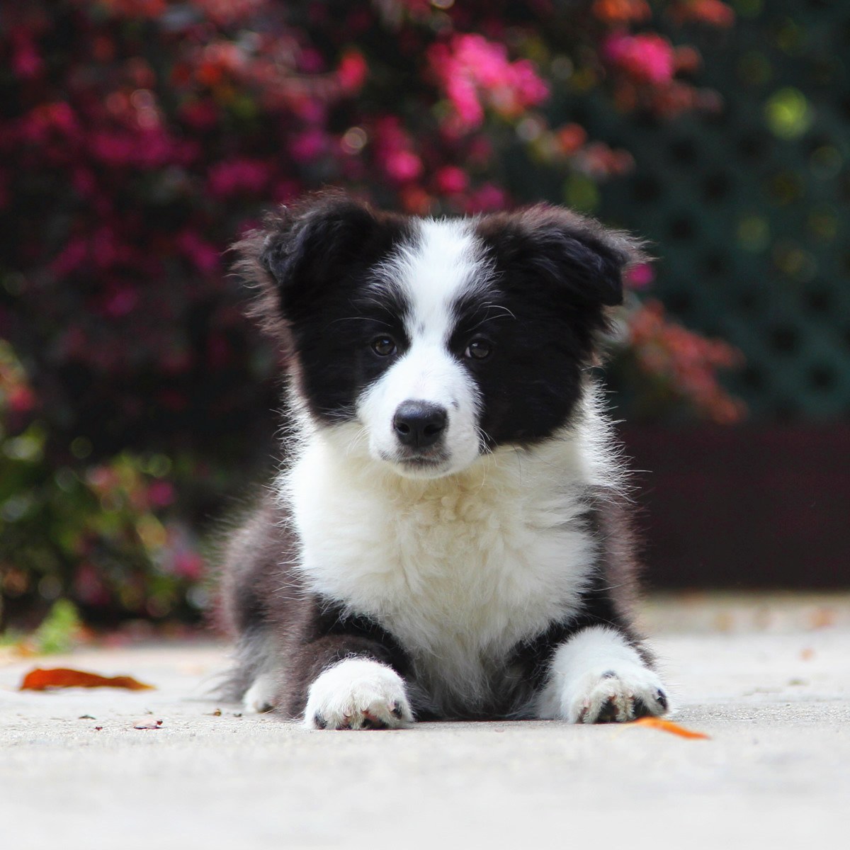 纯种边境牧羊犬幼犬狗狗出售 宠物边境牧羊犬可支付宝交易 边境牧羊犬 /编号10111500 - 宝贝它