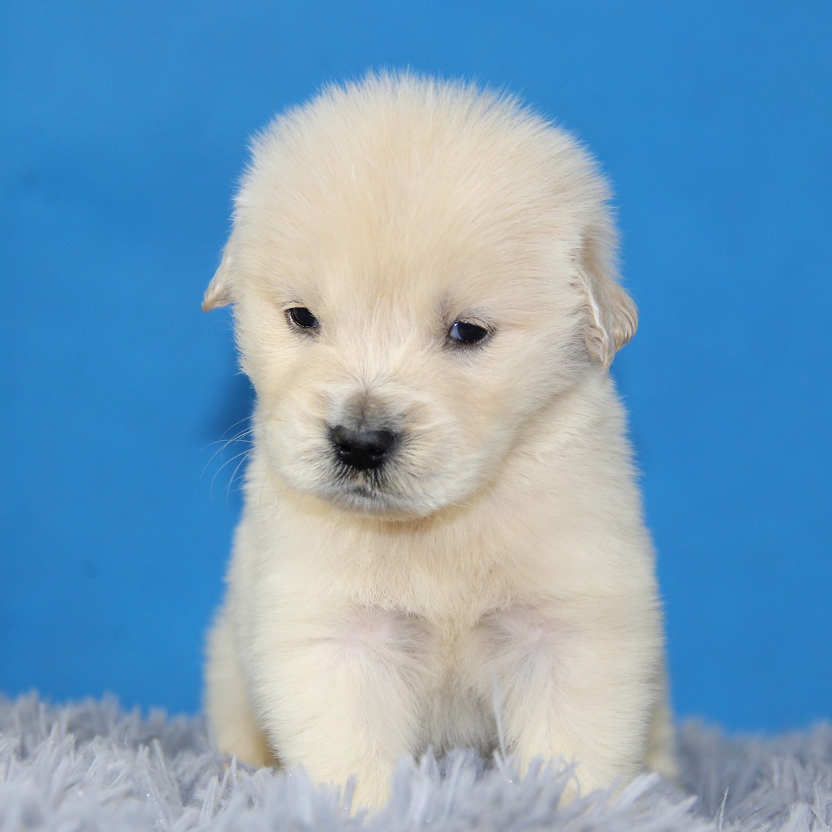 纯种泰迪犬幼犬狗狗出售 宠物泰迪犬可支付宝交易 泰迪/贵宾 /编号10066000 - 宝贝它