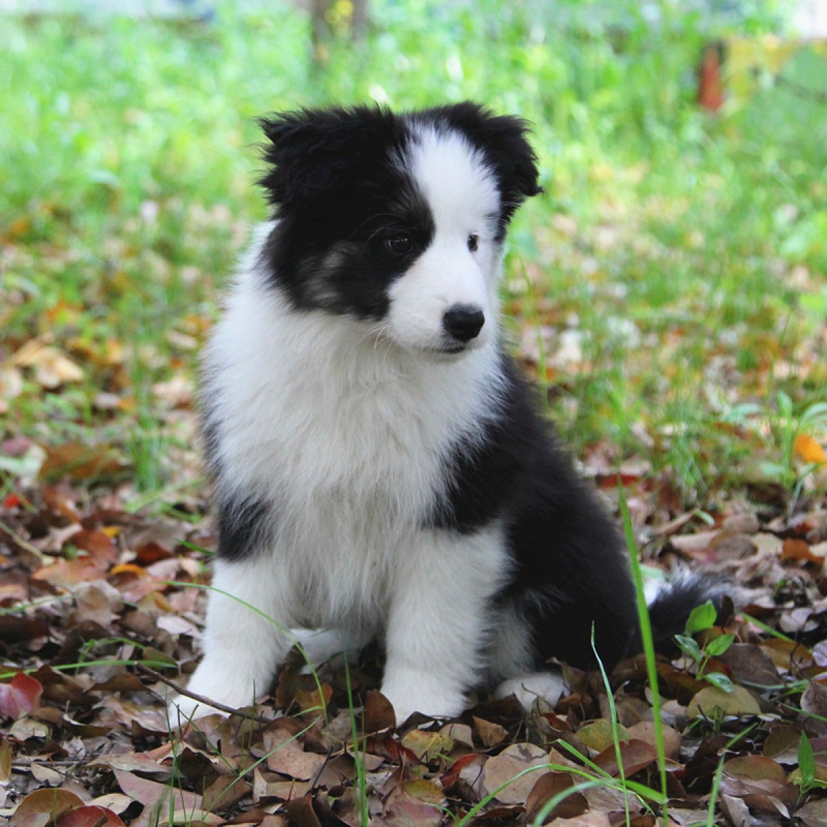 纯种边境牧羊犬幼犬狗狗出售宠物边境牧羊犬可支付宝交易母mm生日0127