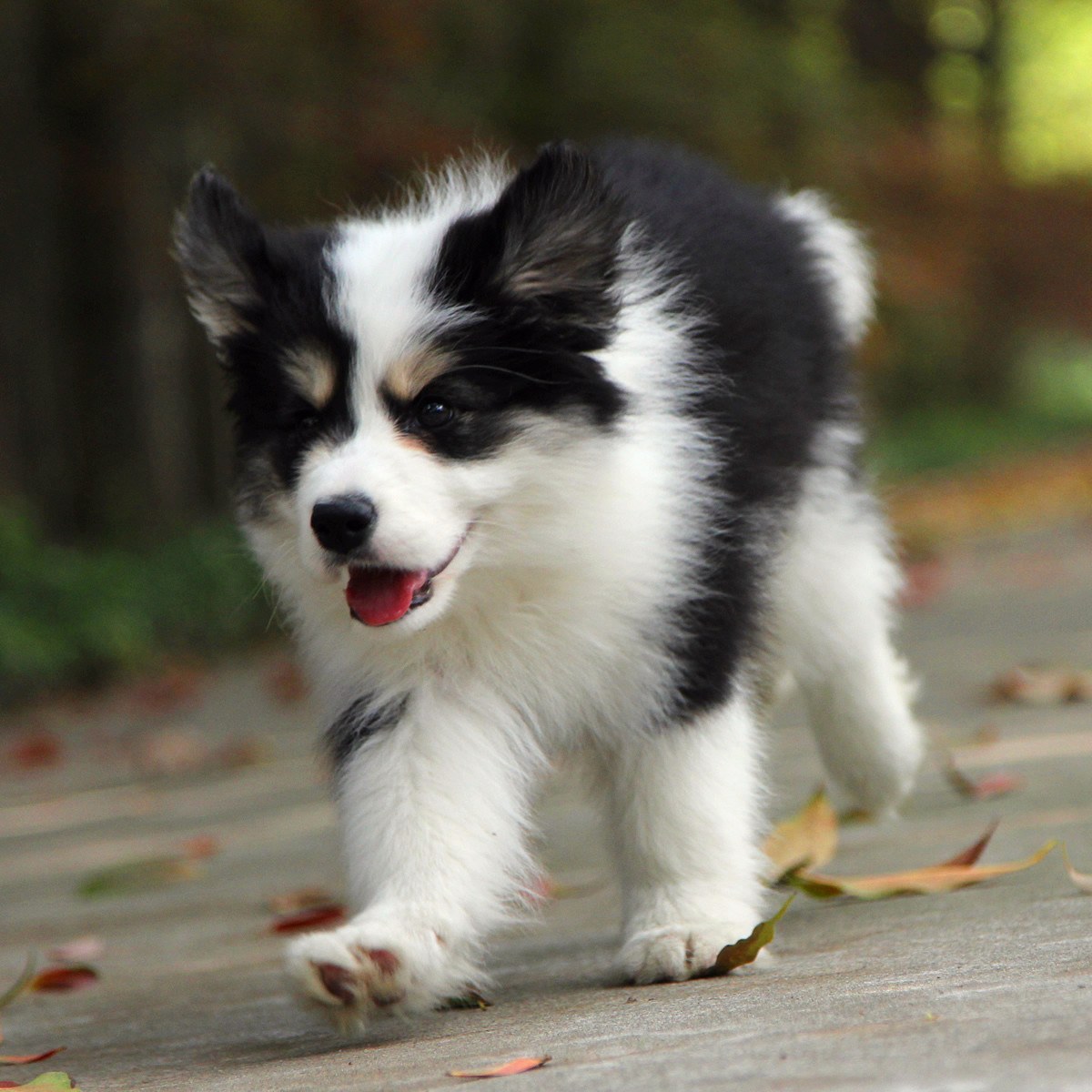 三色边境牧羊犬