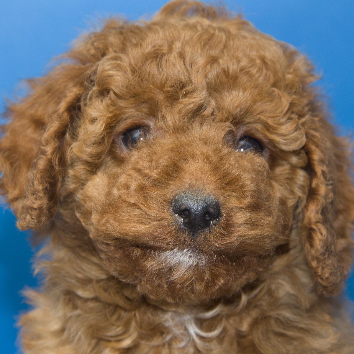 纯种泰迪犬幼犬狗狗出售 宠物泰迪犬可支付宝交易 泰迪/贵宾 /编号10067500 - 宝贝它