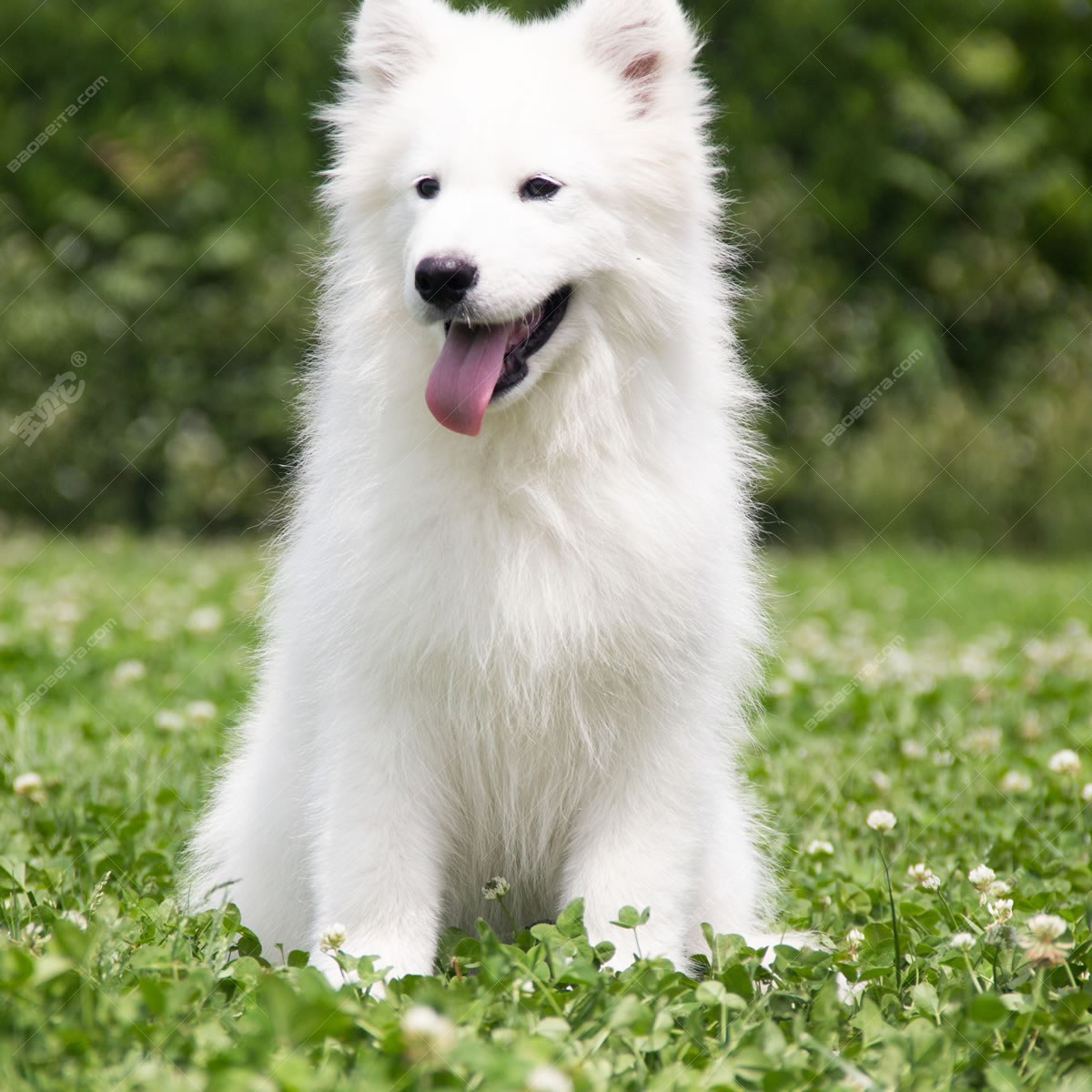 纯种萨摩耶犬幼犬狗狗出售 宠物萨摩耶犬可支付宝交易 萨摩耶犬 /编号10108100 - 宝贝它