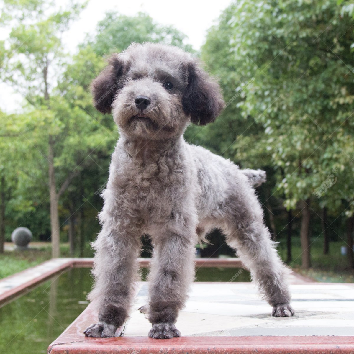 纯种泰迪犬幼犬狗狗出售 宠物泰迪犬可支付宝交易 泰迪/贵宾 /编号10026700 - 宝贝它