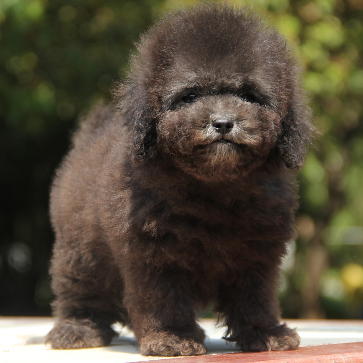 纯种泰迪犬幼犬狗狗出售 宠物泰迪犬可支付宝交易 泰迪/贵宾 /编号10100200 - 宝贝它