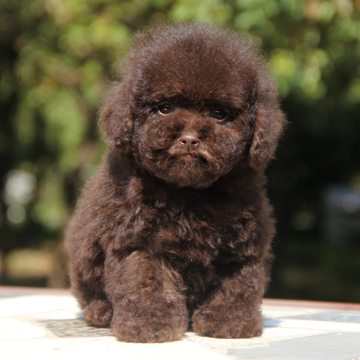 纯种泰迪犬幼犬狗狗出售 宠物泰迪犬可支付宝交易 泰迪/贵宾 /编号10021800 - 宝贝它