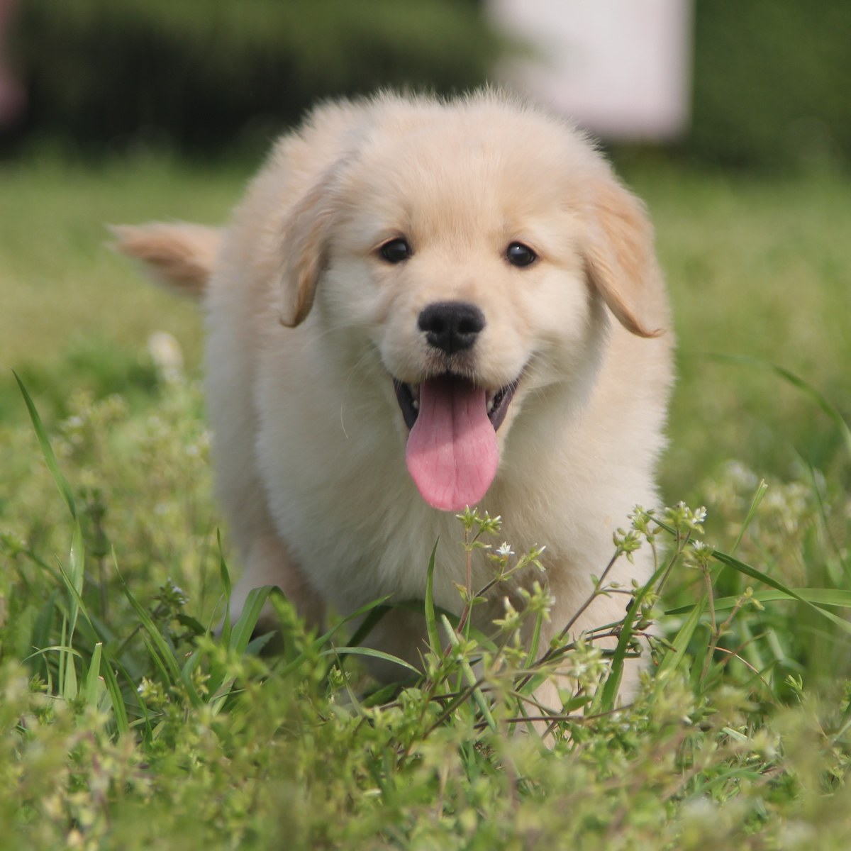 纯种金毛幼犬狗狗出售 宠物金毛犬可支付宝交易 金毛犬 /编号10060600 - 宝贝它