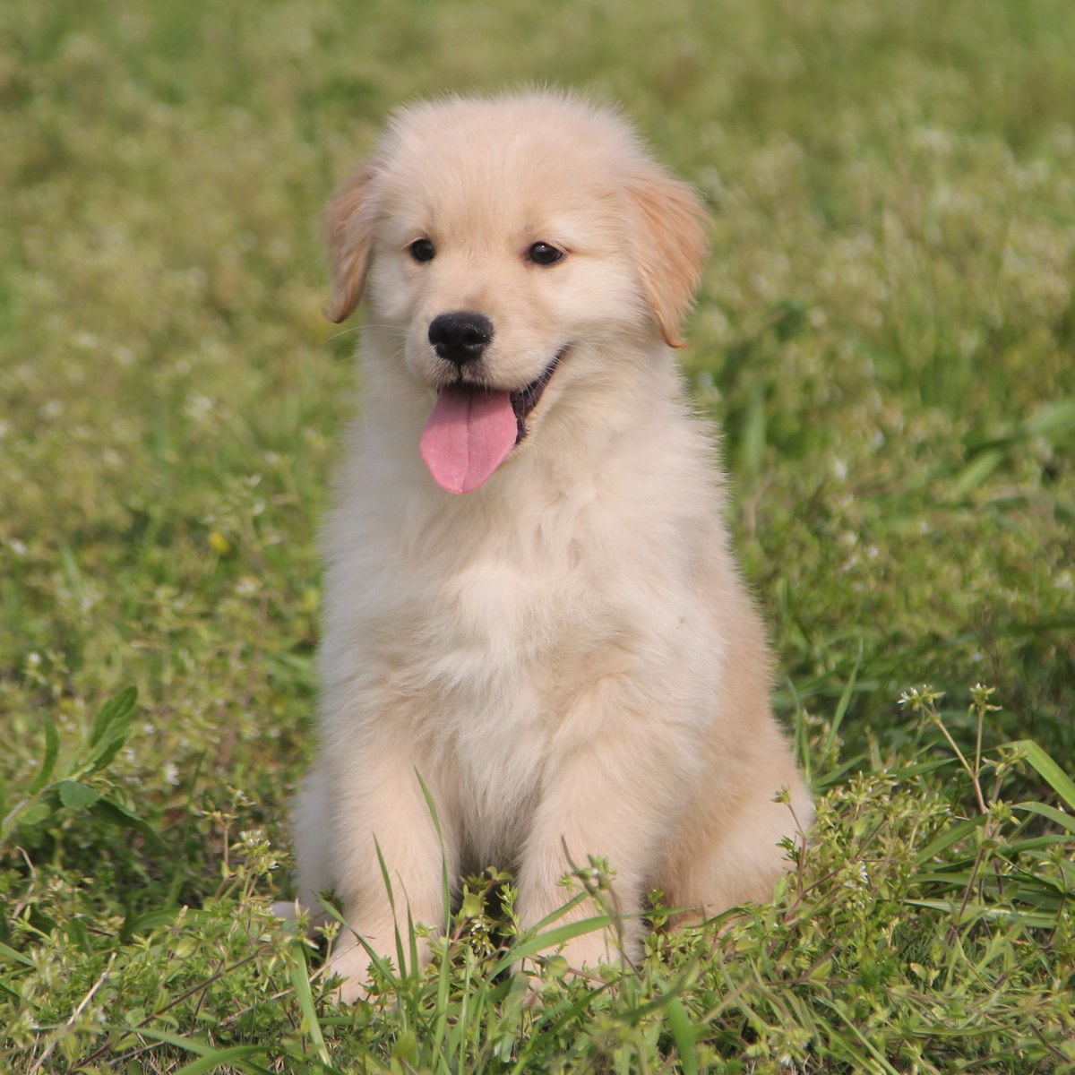 纯种金毛幼犬狗狗出售 宠物金毛犬可支付宝交易 金毛犬 /编号10060600 - 宝贝它