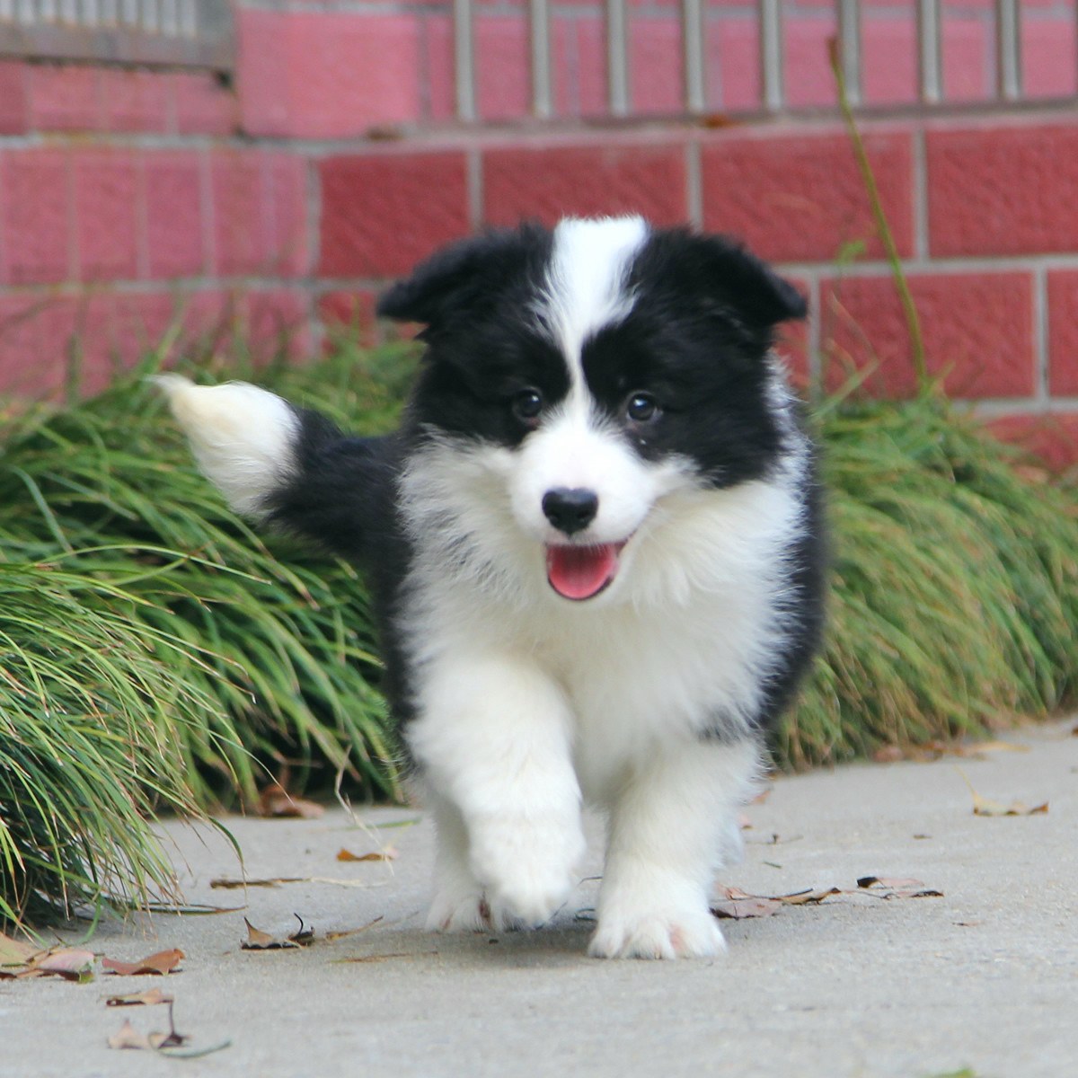 纯种边境牧羊犬幼犬狗狗出售 宠物边境牧羊犬可支付宝交易 边境牧羊犬 /编号10020500 - 宝贝它