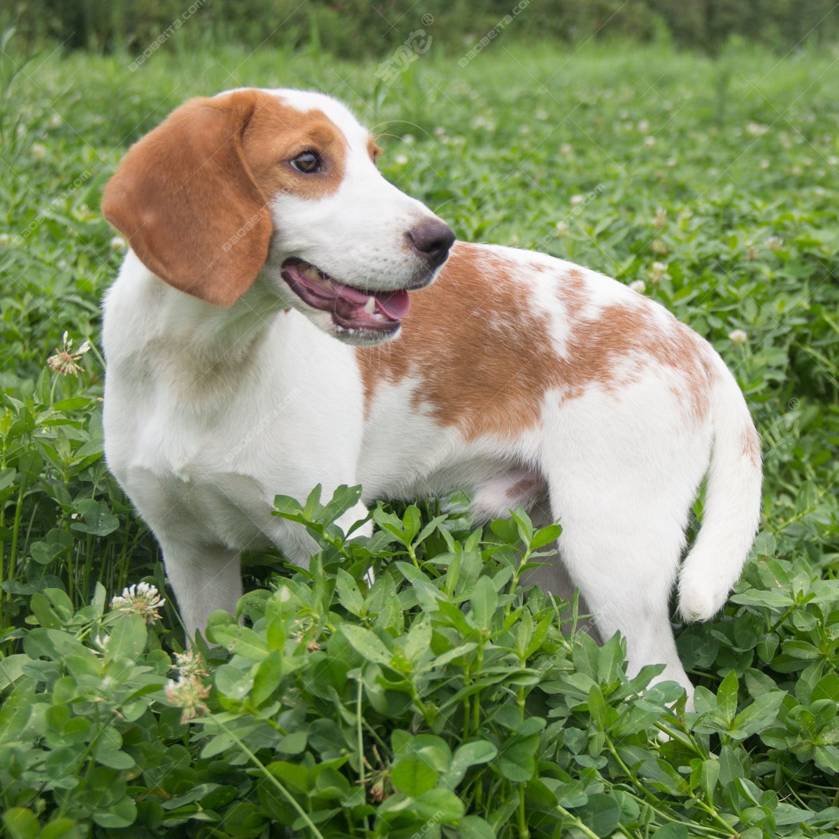 两只猎犬——腊肠犬和金比格犬——在公园或花园里的草地上互相嗅来嗅去照片摄影图片_ID:354707055-Veer图库