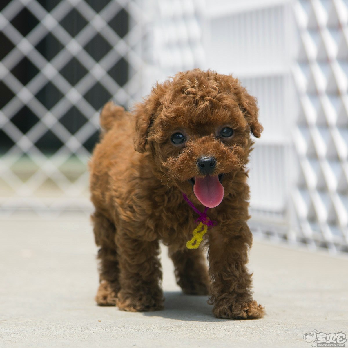 纯种泰迪犬幼犬狗狗出售 宠物泰迪犬可支付宝交易 泰迪/贵宾 /编号10067500 - 宝贝它