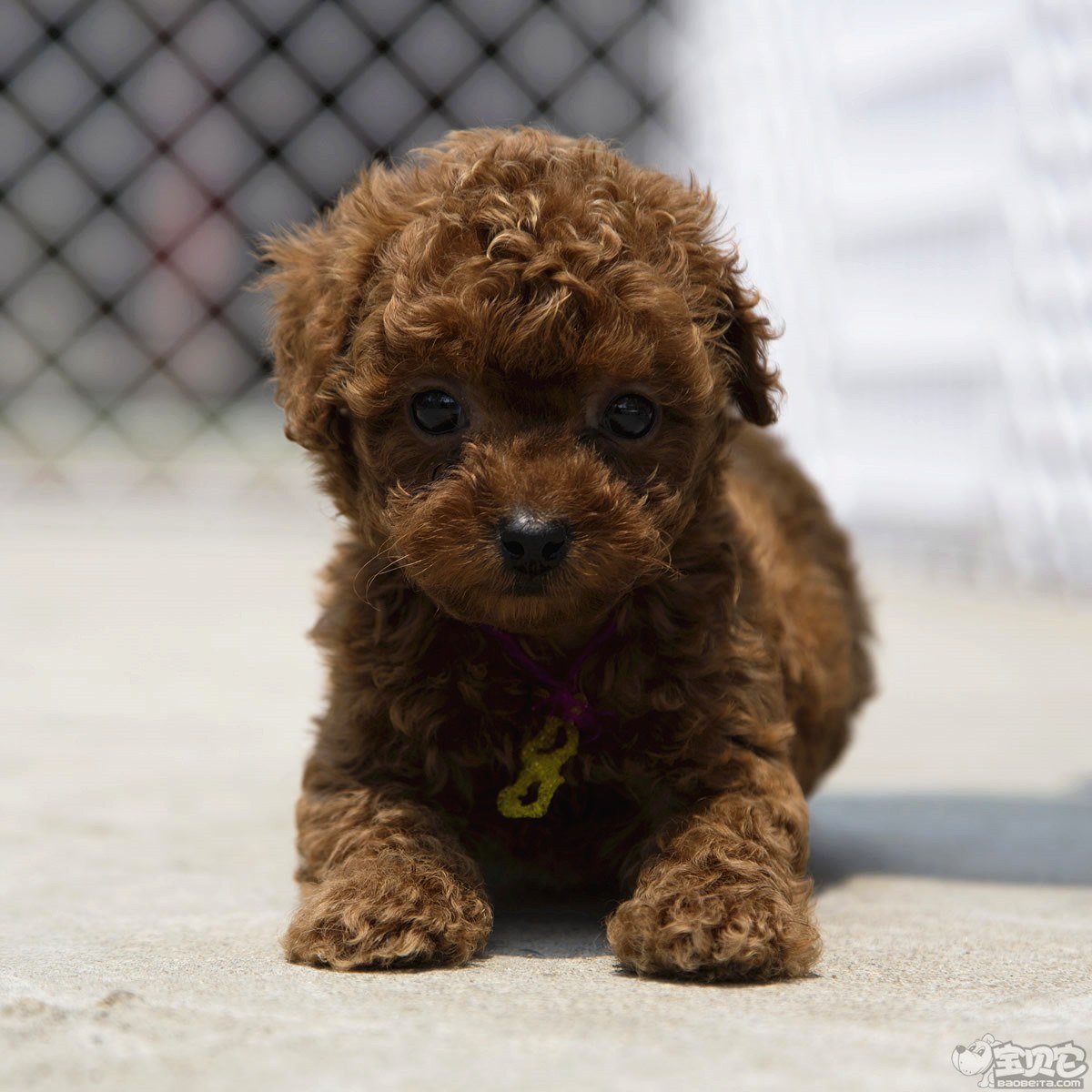 纯种泰迪犬幼犬狗狗出售 宠物泰迪犬可支付宝交易 泰迪/贵宾 /编号10026700 - 宝贝它