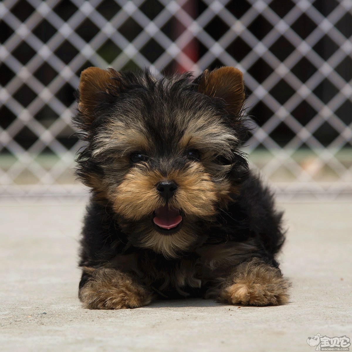 约克夏梗犬图片桌面壁纸_约克夏梗犬摄影素材图片壁纸_三千图片网