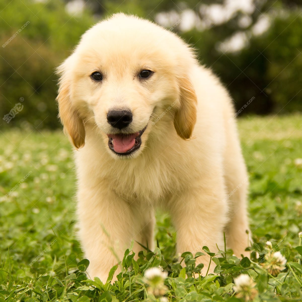 纯种金毛幼犬狗狗出售 宠物金毛犬可支付宝交易【宝贝它】 金毛犬 /编号10115800 - 宝贝它