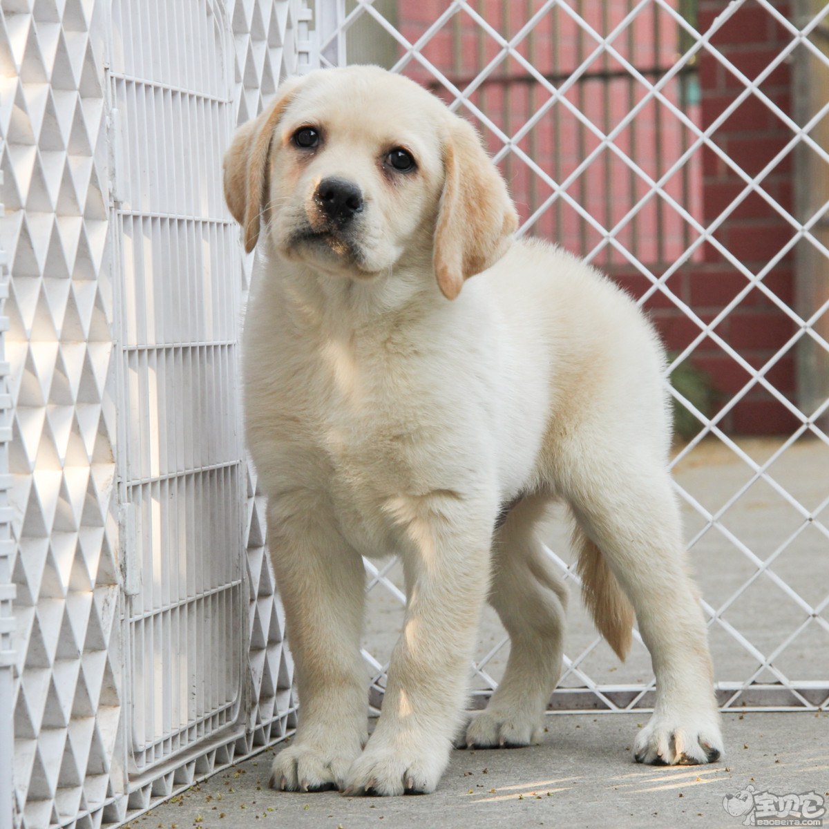纯种拉布拉多犬幼犬狗狗出售 宠物拉布拉多犬可支付宝交易 拉布拉多犬 /编号10082301 - 宝贝它