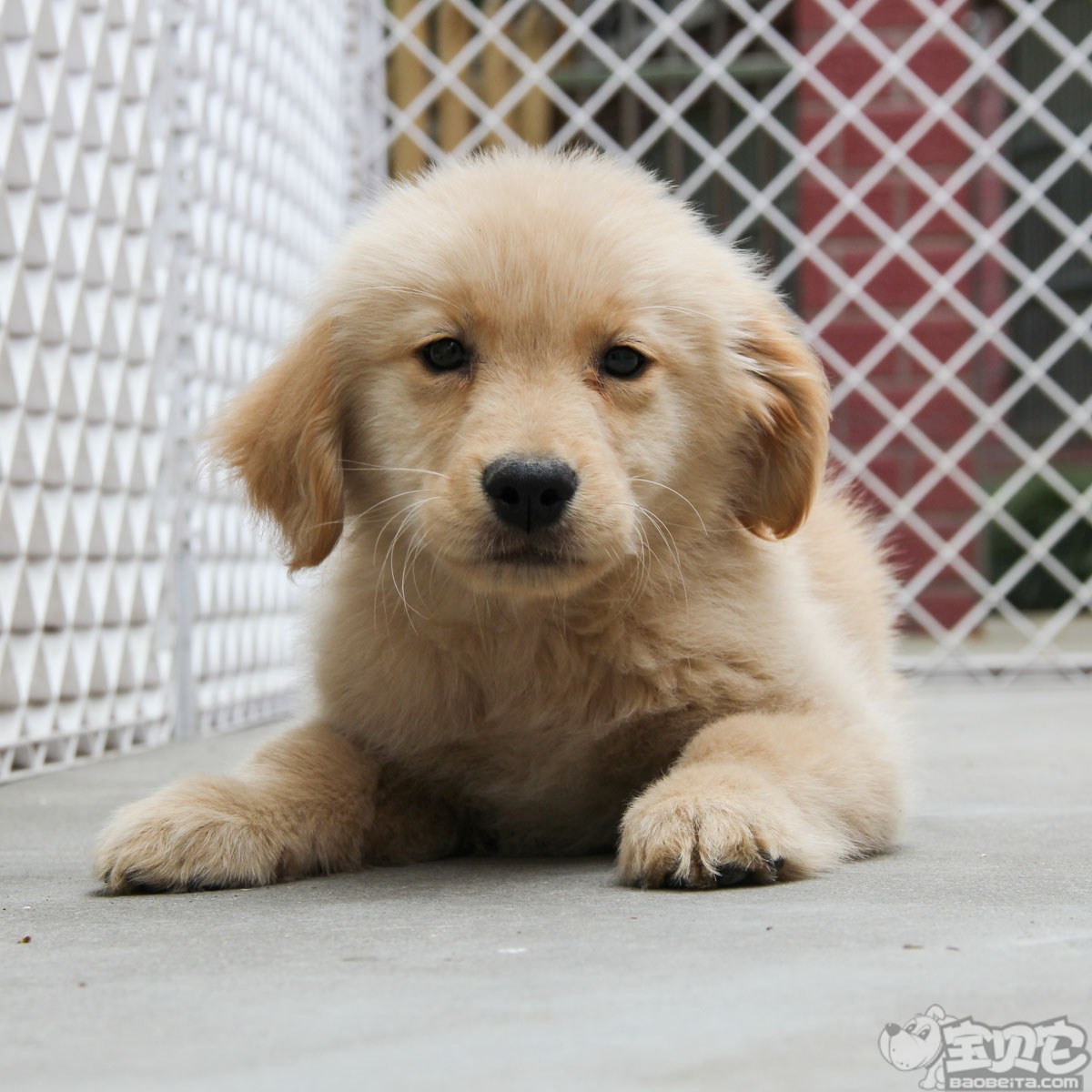 纯种金毛幼犬狗狗出售 宠物金毛犬可支付宝交易 金毛犬 /编号10098201 - 宝贝它