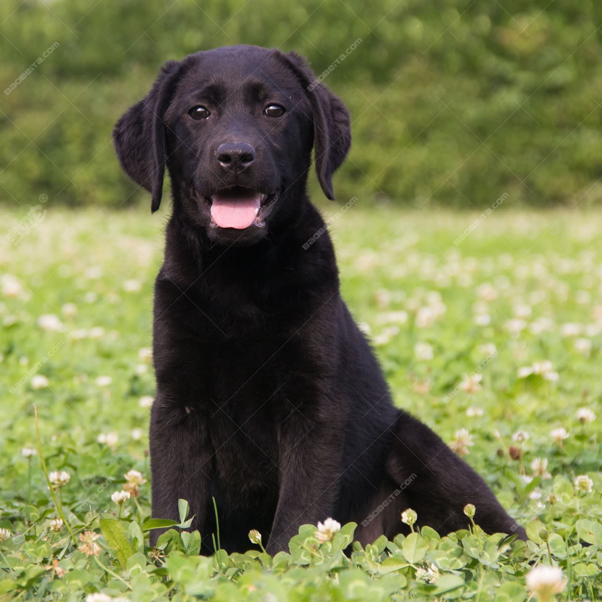 黑色拉布拉多猎犬小狗休息 · 免费素材图片