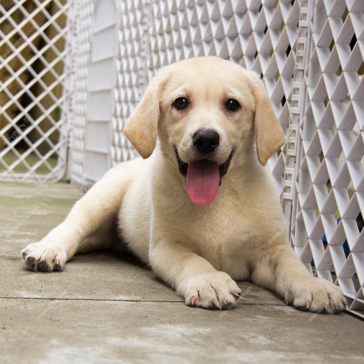 纯种拉布拉多犬幼犬狗狗出售 宠物拉布拉多犬可支付宝交易 拉布拉多犬 /编号10082308 - 宝贝它