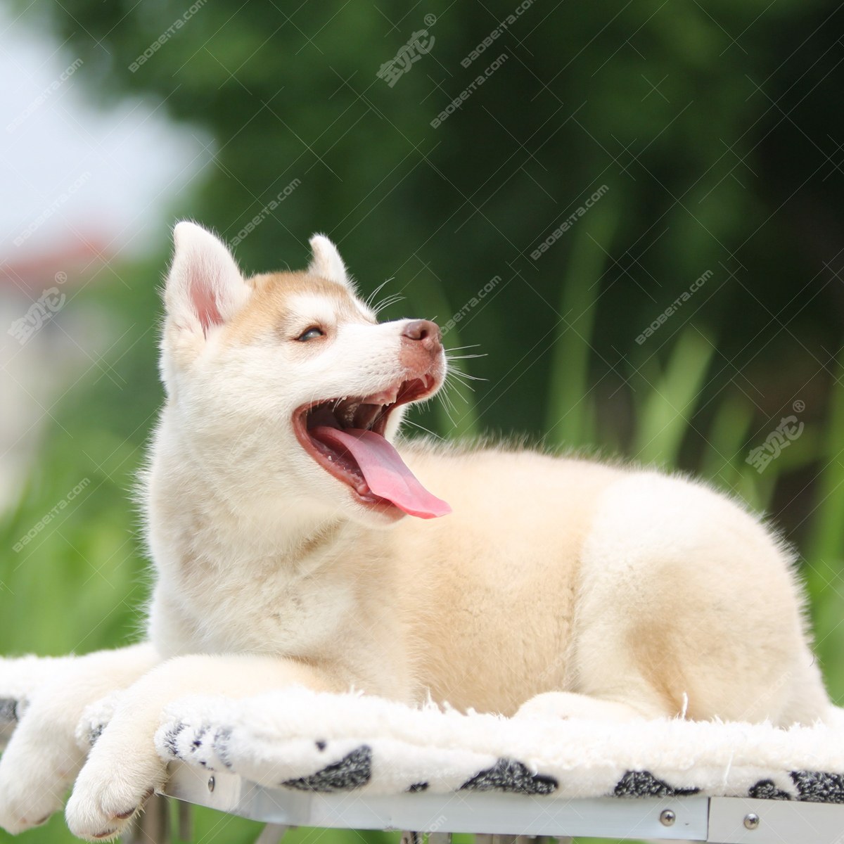 哈士奇幼犬牌子哪个好 哈士奇幼犬活体怎么样