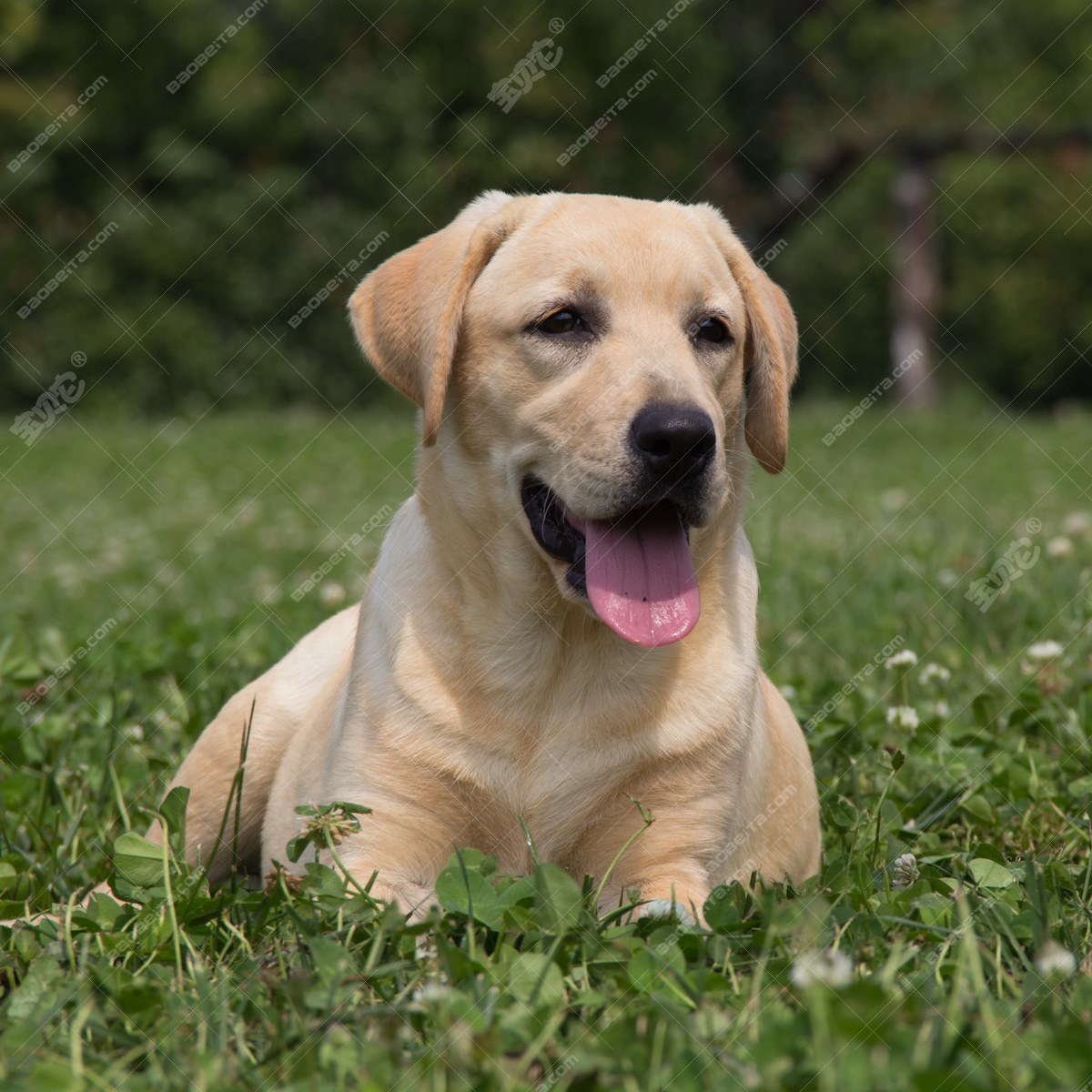 纯种拉布拉多犬幼犬狗狗出售 宠物拉布拉多犬可支付宝交易 拉布拉多犬 \/编号10103100 - 宝贝它