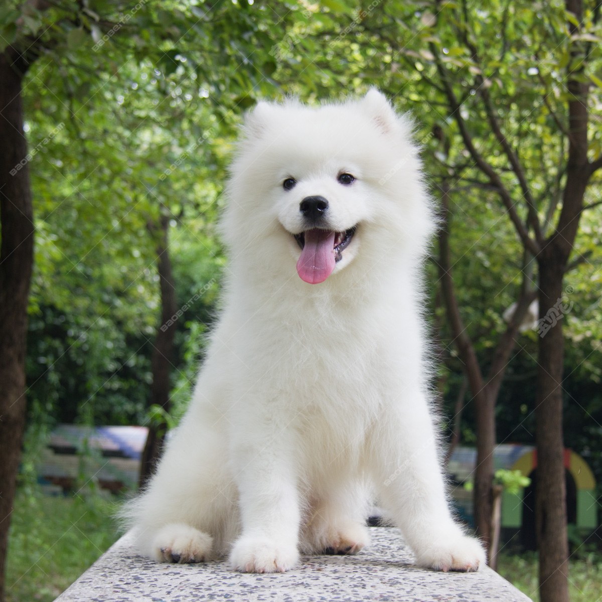 纯种萨摩耶犬幼犬狗狗出售 宠物萨摩耶犬可支付宝交易 萨摩耶犬 /编号10038700 - 宝贝它