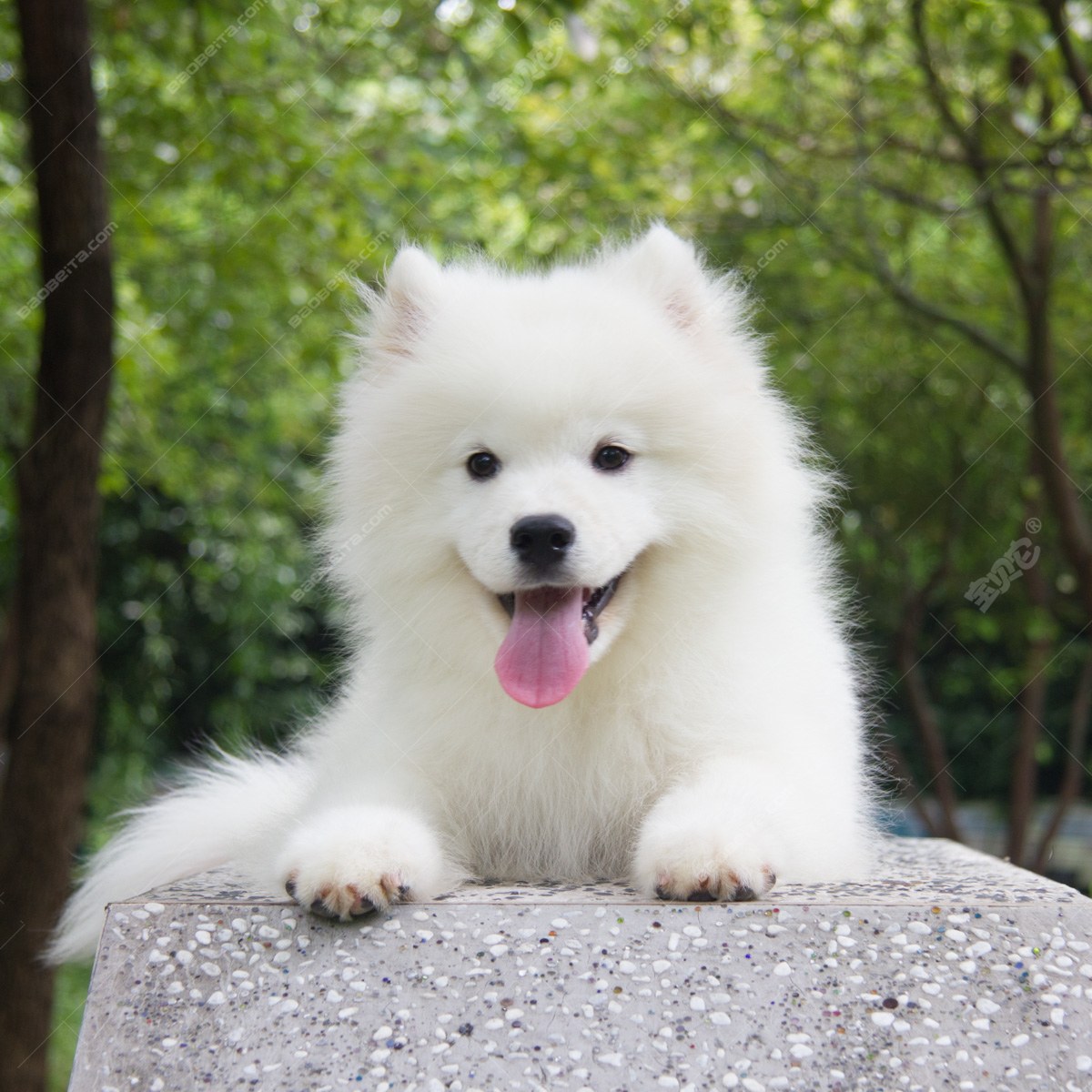 纯种萨摩耶犬幼犬狗狗出售 宠物萨摩耶犬可支付宝交易 萨摩耶犬 /编号10038600 - 宝贝它
