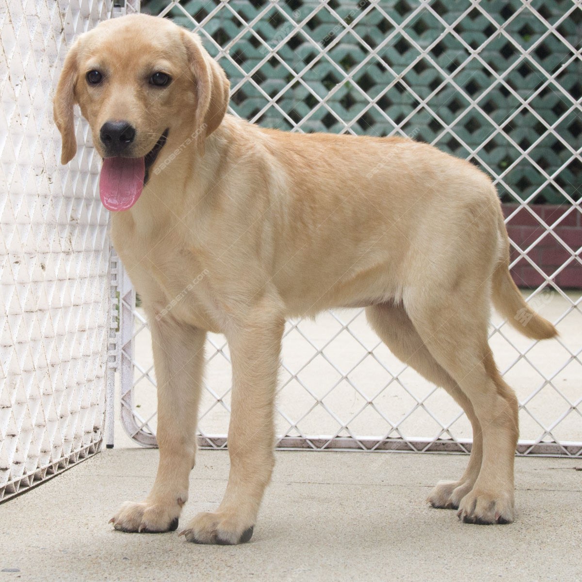 纯种拉布拉多犬幼犬狗狗出售 宠物拉布拉多犬可支付宝交易 拉布拉多犬 /编号10082300 - 宝贝它