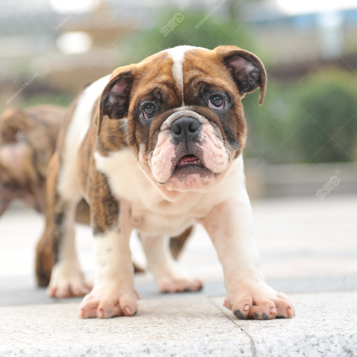 家用法国斗牛犬价格是多少？ - 知乎