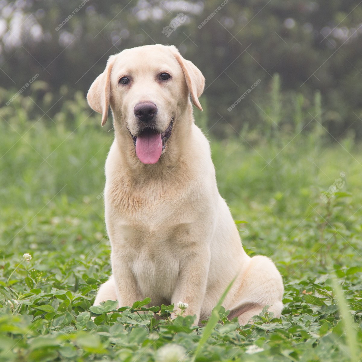 纯种拉布拉多犬幼犬狗狗出售 宠物拉布拉多犬可支付宝交易 拉布拉多犬 /编号10107000 - 宝贝它