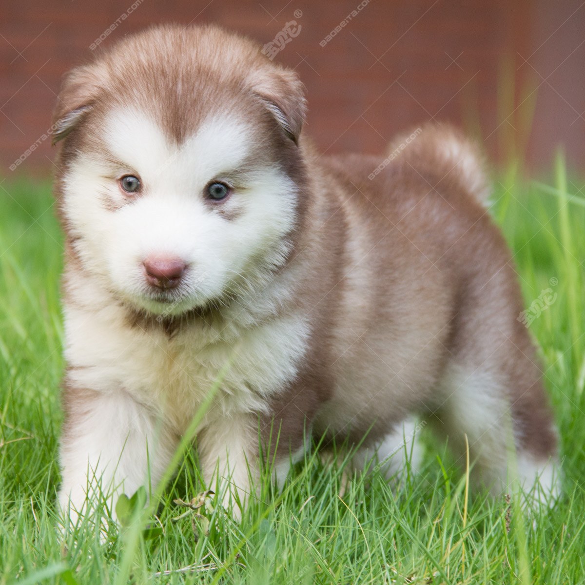 阿拉斯加犬 阿拉斯加雪橇犬 阿拉斯加狗 纯种阿拉斯加幼犬 支付宝 阿拉斯加 /编号10107101 - 宝贝它