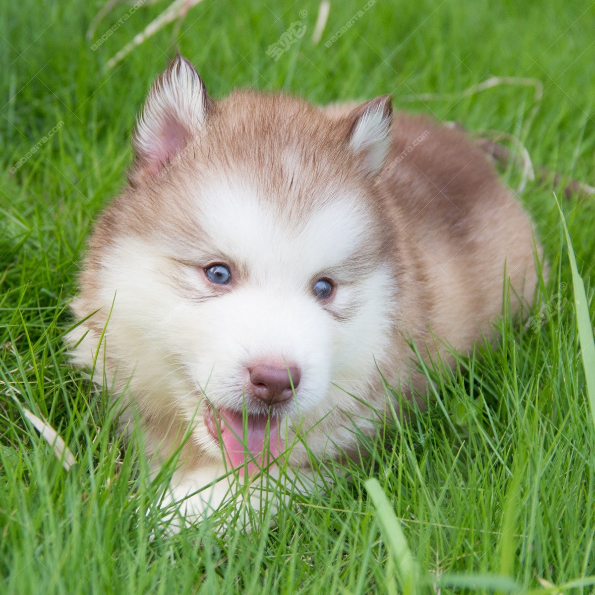 阿拉斯加犬 阿拉斯加雪橇犬 阿拉斯加狗 纯种阿拉斯加幼犬 支付宝 阿拉斯加 /编号10107103 - 宝贝它