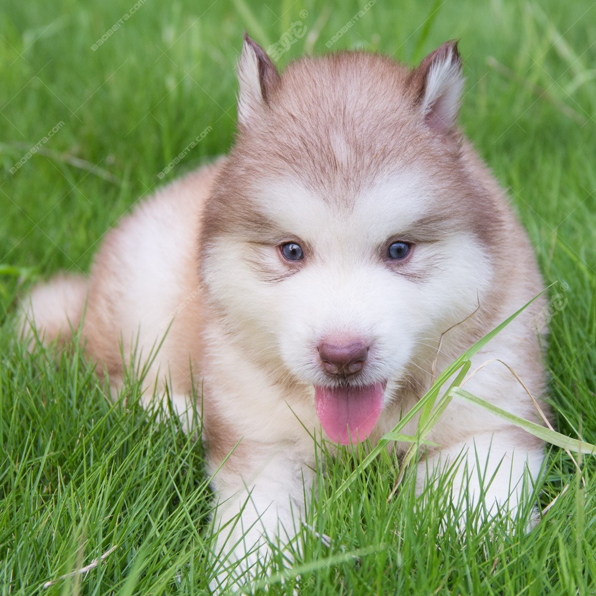 你为什么喜欢阿拉斯加雪橇犬？ - 知乎