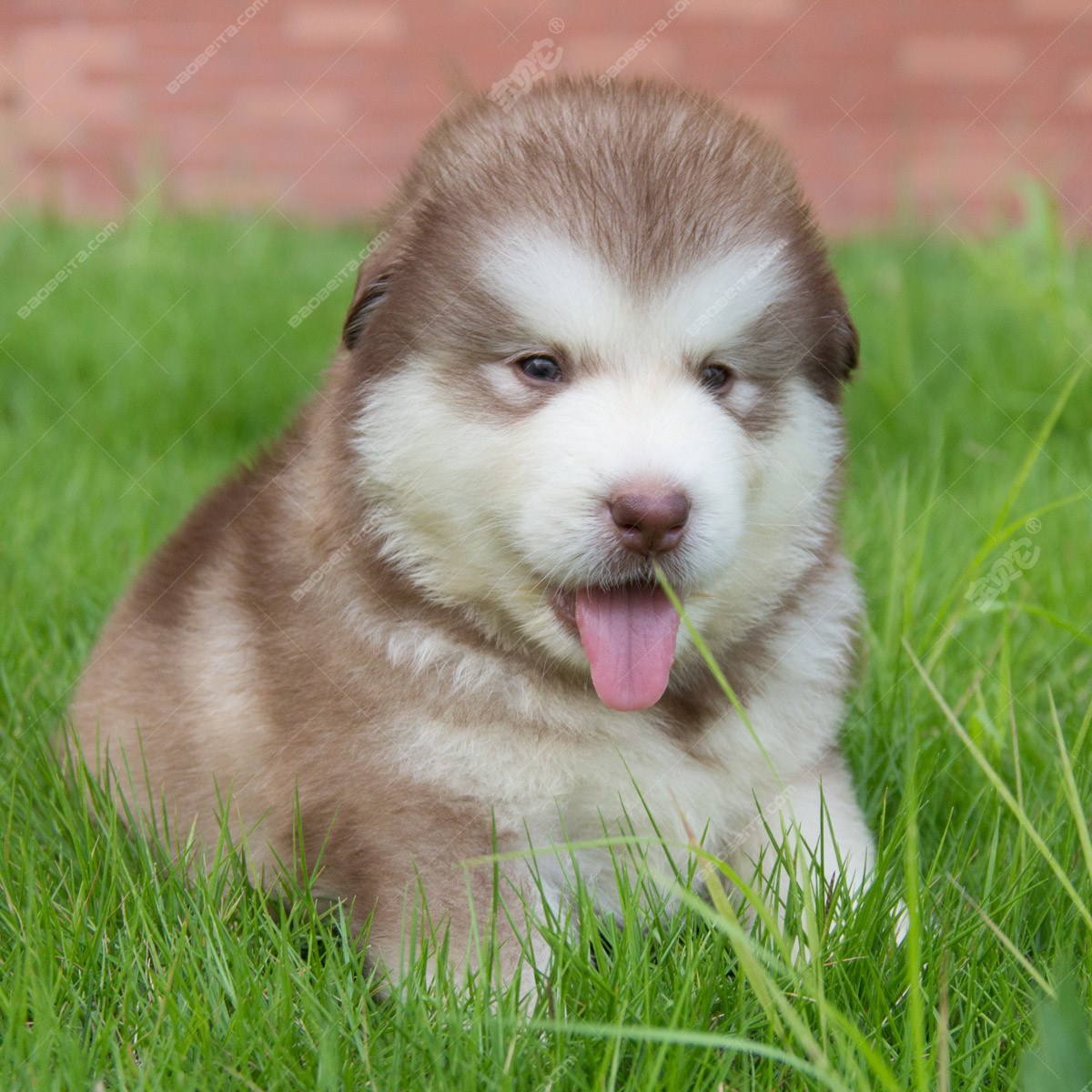 阿拉斯加犬性格？你真的了解阿拉斯加吗-我的宠舍