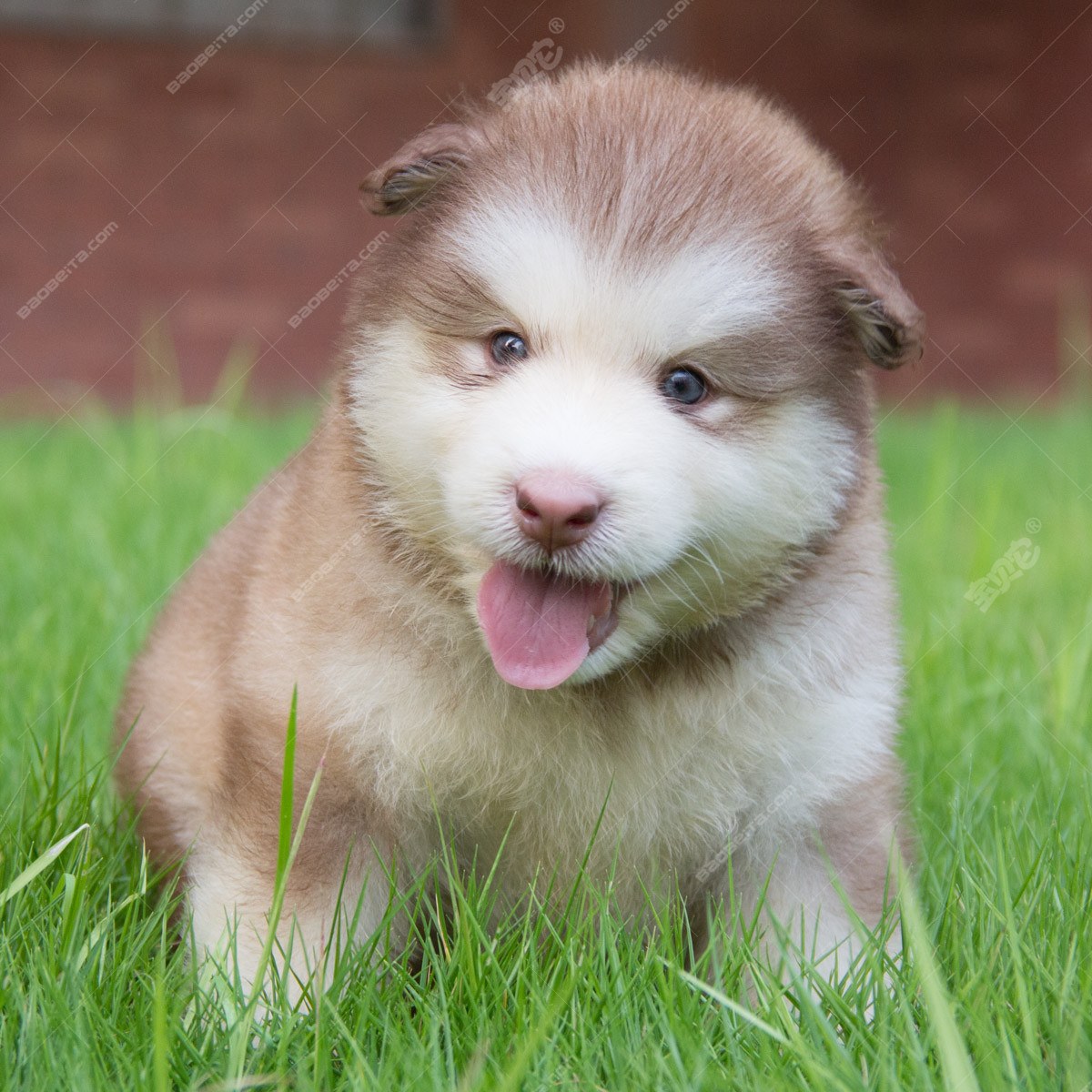 阿拉斯加犬 阿拉斯加雪橇犬 阿拉斯加狗 纯种阿拉斯加幼犬 支付宝 阿拉斯加 /编号10107101 - 宝贝它