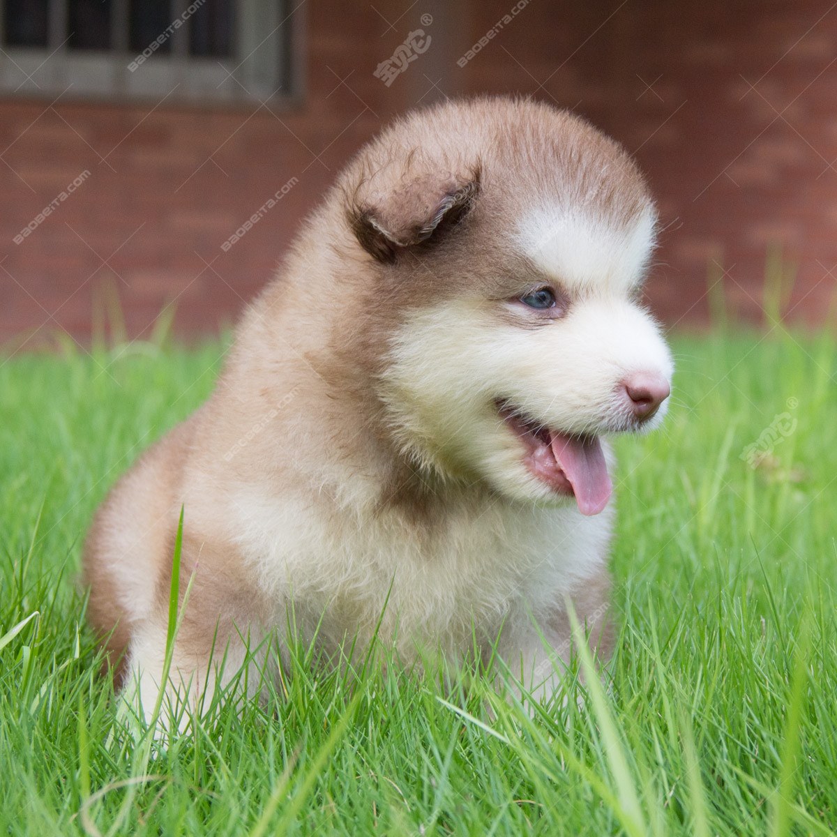 阿拉斯加犬 阿拉斯加雪橇犬 阿拉斯加狗 纯种阿拉斯加幼犬 支付宝 阿拉斯加 /编号10107102 - 宝贝它