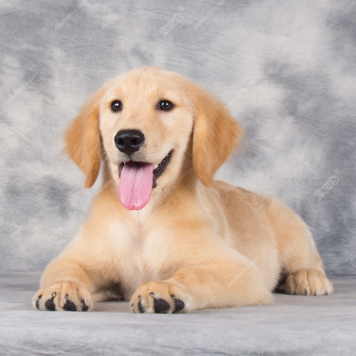 纯种金毛幼犬狗狗出售 宠物金毛犬可支付宝交易 金毛犬 /编号10082704 - 宝贝它