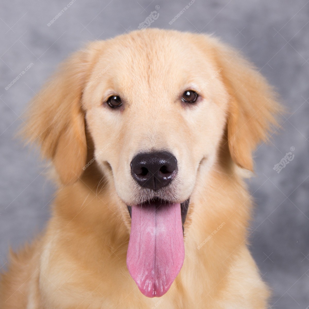 纯种金毛幼犬狗狗出售 宠物金毛犬可支付宝交易 金毛犬 /编号10087700 - 宝贝它