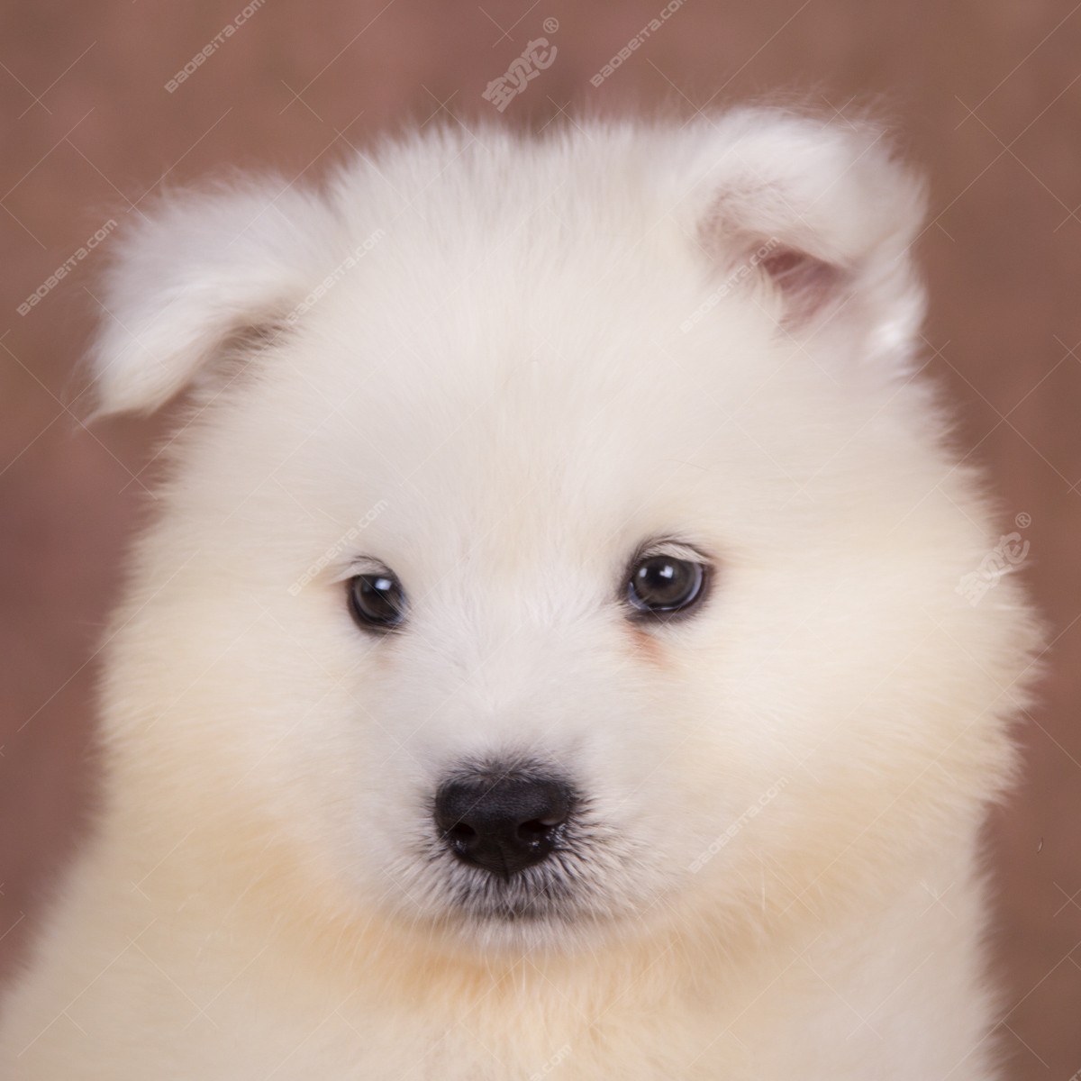 纯种萨摩耶犬幼犬狗狗出售 宠物萨摩耶犬可支付宝交易 萨摩耶犬 /编号10109203 - 宝贝它