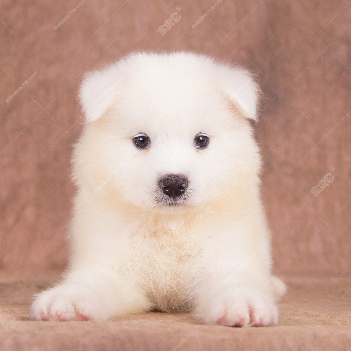 纯种萨摩耶犬幼犬狗狗出售 宠物萨摩耶犬可支付宝交易 萨摩耶犬 /编号10038700 - 宝贝它