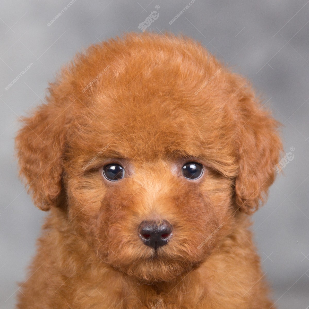 泰迪犬价格_图片_纯种泰迪犬幼犬多少钱一只_泰迪犬好养吗-毛毛购购宠物百科-宠物网,宠物猫,宠物狗