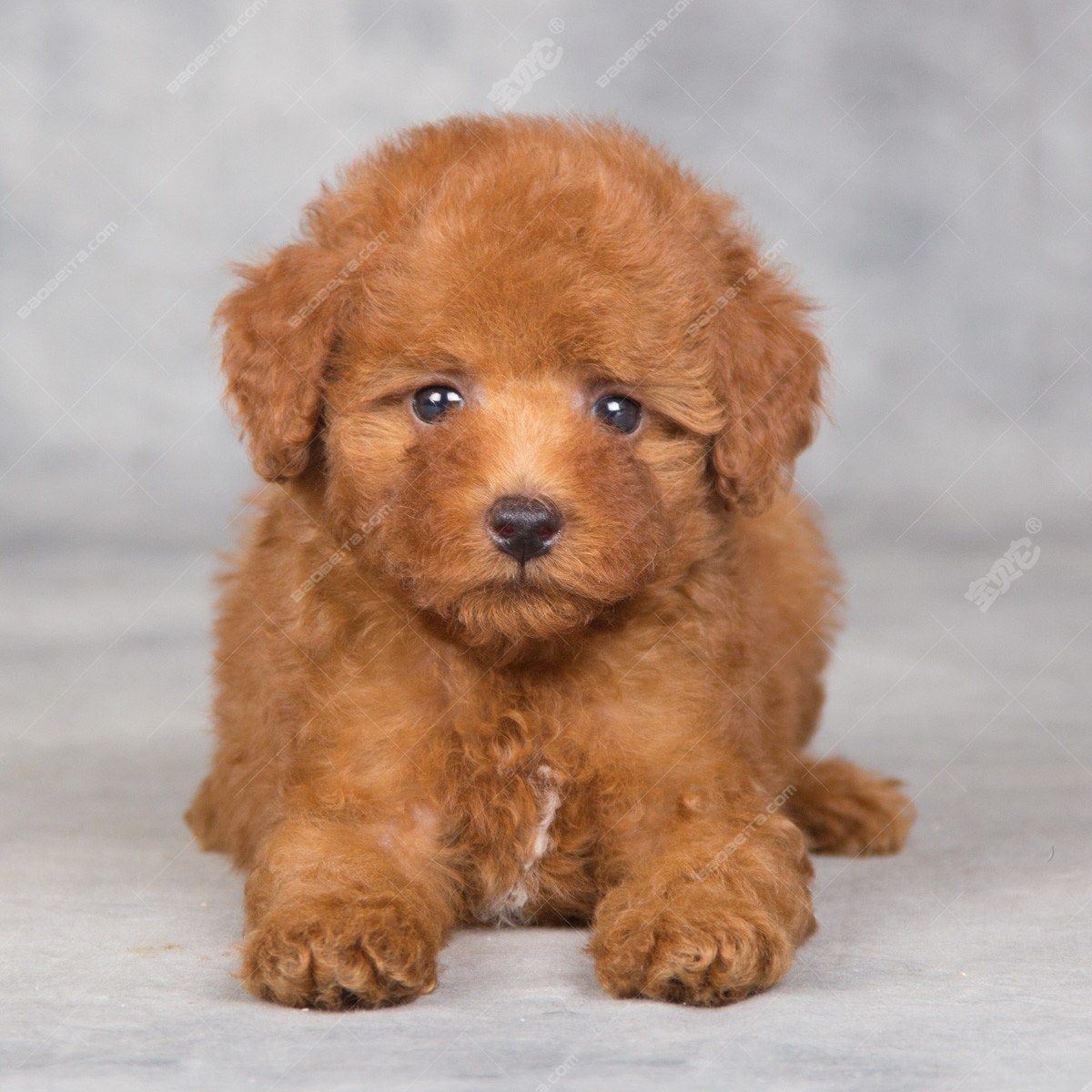 纯种泰迪犬幼犬狗狗出售 宠物泰迪犬可支付宝交易 泰迪/贵宾 /编号10026700 - 宝贝它